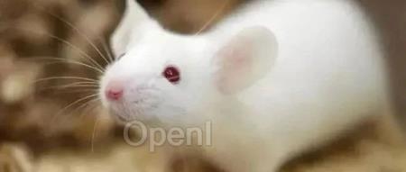 Nature | 越越聪明，原因竟在血液里？研究发现输入血液能让懒鼠变聪明！