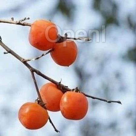 普通人到底在用哪些 AI 应用？