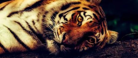 Rust 引领前端基建新潮流：字节跳动的深度应用实践 | QCon