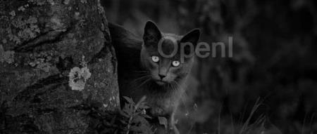 投资等于捐赠!?65 亿美元已经砸给 OpenAI,微软、苹果、英伟达争夺入场券,最新估值 1500 亿美元创历史