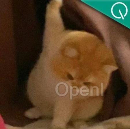 比LoRA更高效！上交大&哈佛推出新微调框架，瞄准特定任务方向