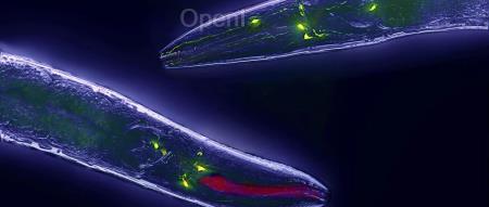 给机器人装上「虫脑」?非Transformer液态神经网络终于来了!MIT CSAIL负责人创业成果