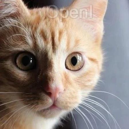 华为乔彦辉：大模型如何驱动华为云智能运维无人化变革