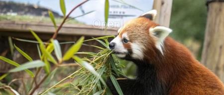 登上生图排行榜第一的red_panda，是家创业公司，不是国产模型