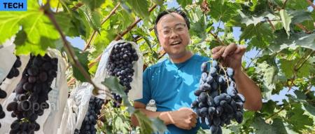 我在新疆尝到了「吃」虾长大的葡萄,有什么不一样?