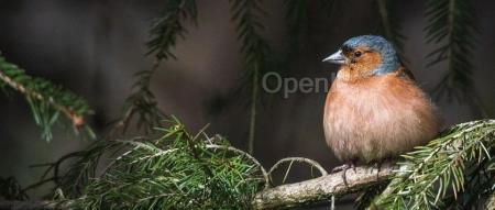 偷钱近5年，不断说谎、给同事挖坑！Python 协会被财务主管“背刺”：账户只剩26美元，差点破产！