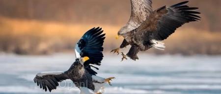 昔日好友反目,Arm、高通疯狂“互掐”!最新回应:我们都不忍了,打官司!