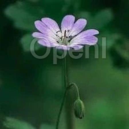 小红书大模型团队的探索与实践:从 0 到 1 构建自研 RLHF 框架