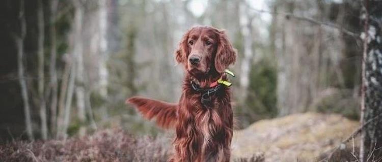 OpenAI“白嫖”丑闻升级!Sora效果惊艳,进化版模型引发热议!