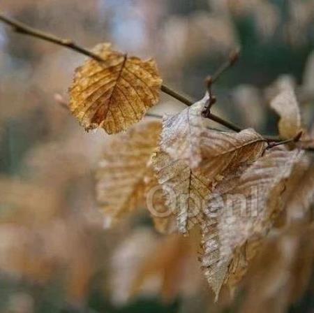 谷歌超四分之一代码由 AI 生成,CEO:我们的收入甚至超过了华尔街!