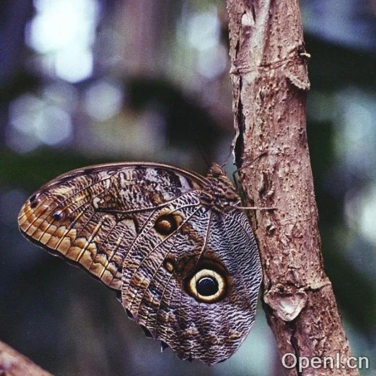 警惕!AI安全训练的潜在隐患:Anthropic揭示大模型「对齐伪造」的危险真相