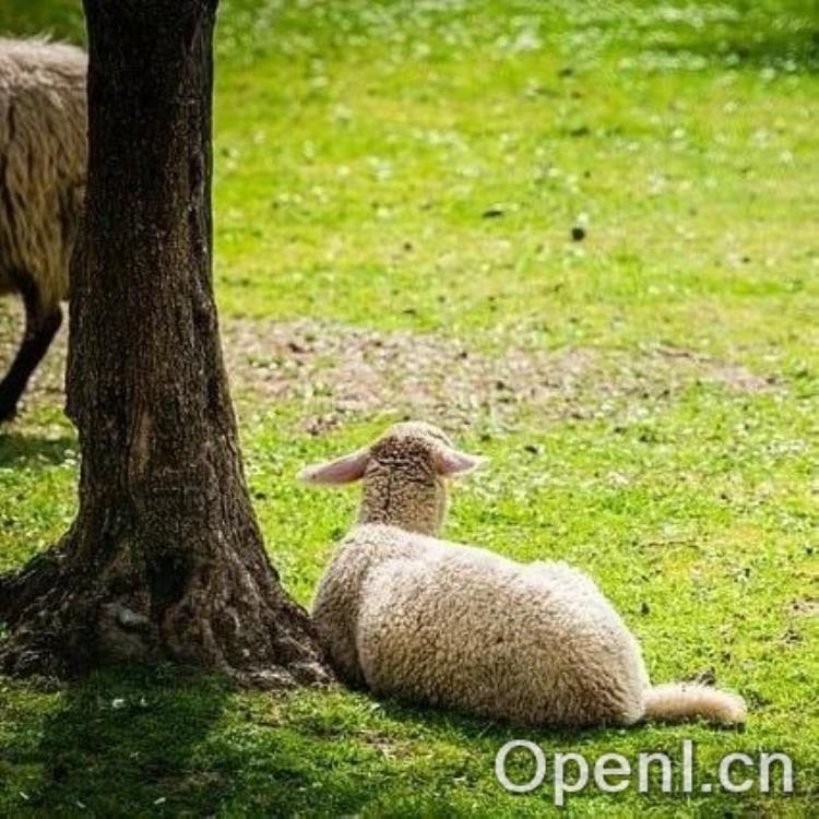 AISuite:一个新的开源 Python 库,提供了统一的跨 LLM API