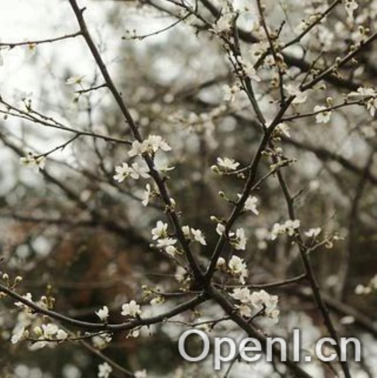 OpenAI史上最大故障:自研K8s成致命瓶颈,数小时修复无望!