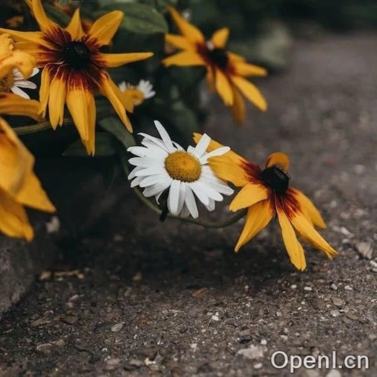 “自由画布”开启公测,百度文库 AI 功能月活量突破 9000 万