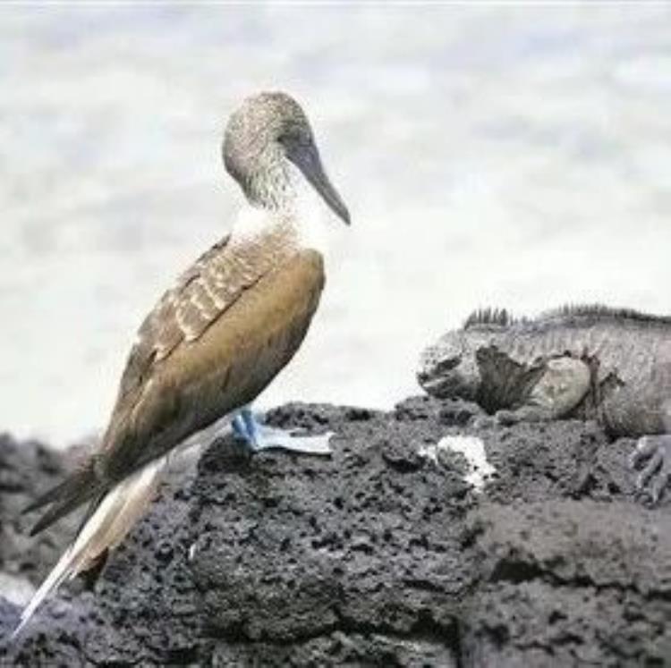 一项研究描述“缺失的自然法则”——进化无处不在