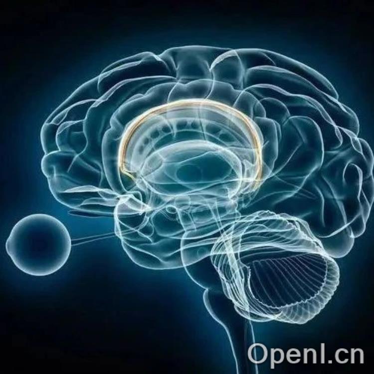 Nature突破性发现：大脑的内部时钟受到一种以前未被认识到的方式的影响