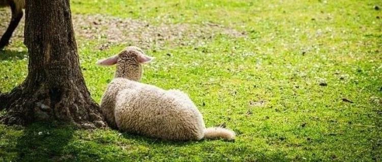 被 AI 分掉精力的数学天才陶哲轩，论文被拒了