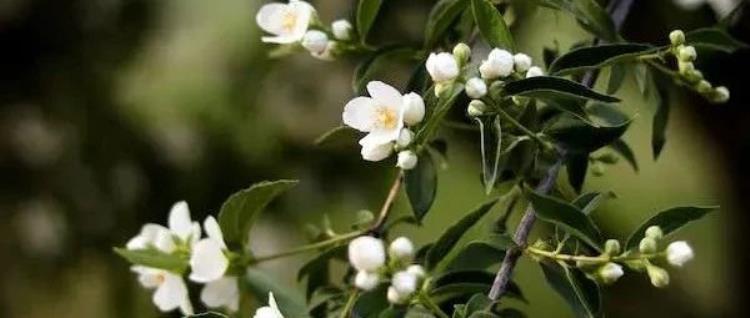 比亚迪掀起“全民智驾”风暴：接入 DeepSeek，7 万级车型标配高阶智驾