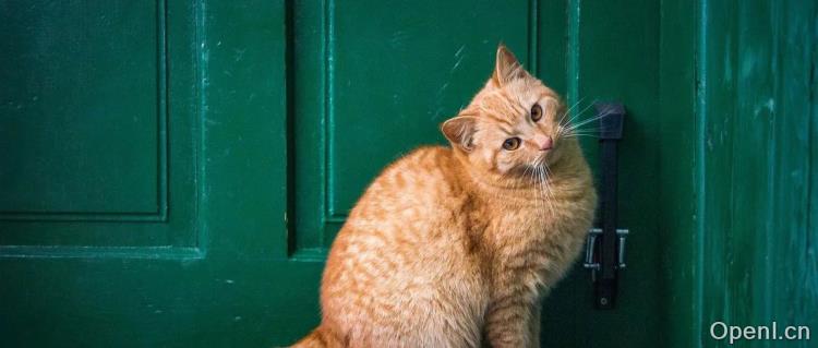 大学生打头阵，马斯克用AI“大闹”联邦！拨钱靠微软Azure审、管理用机器人，企业抢单抢疯了？