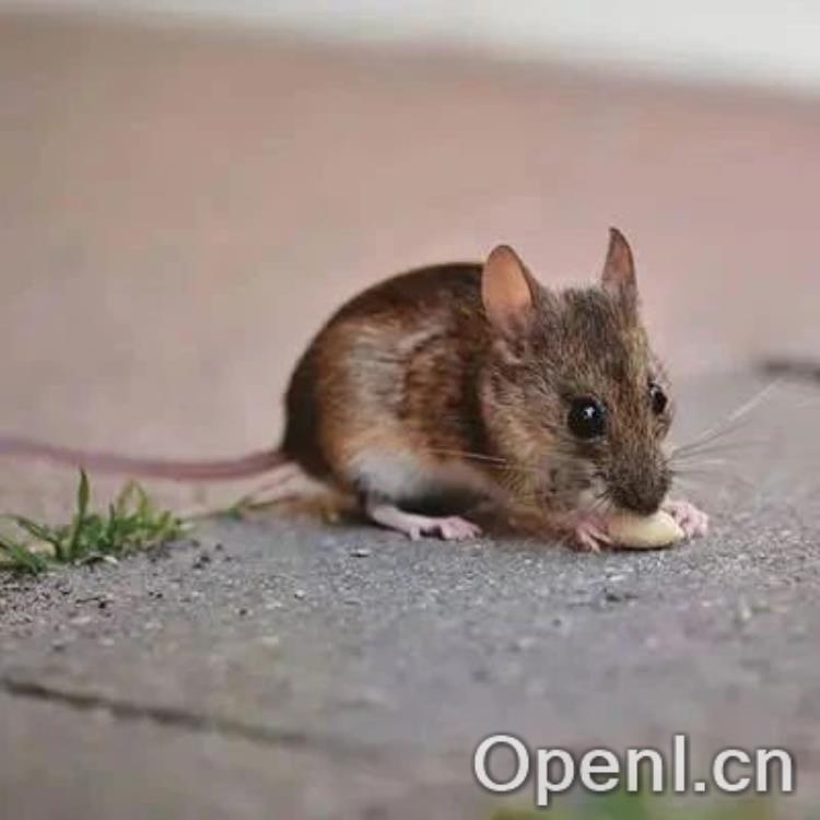 重新认识“人性”?《科学》新发现:老鼠也有“救人”本能!