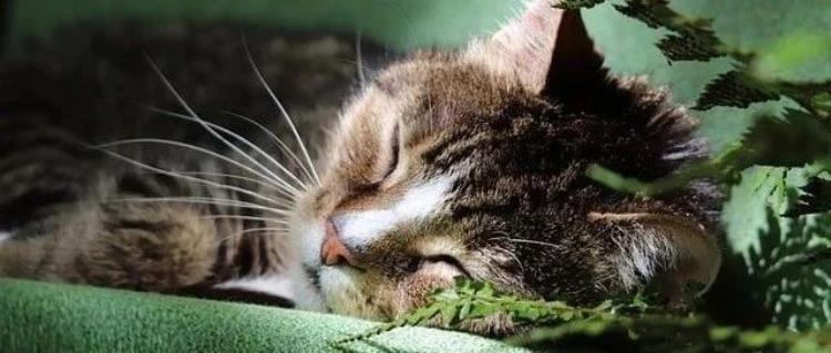 Cursor神器助力,三月速成AI APP狂揽万用户,编程门槛真降低了?