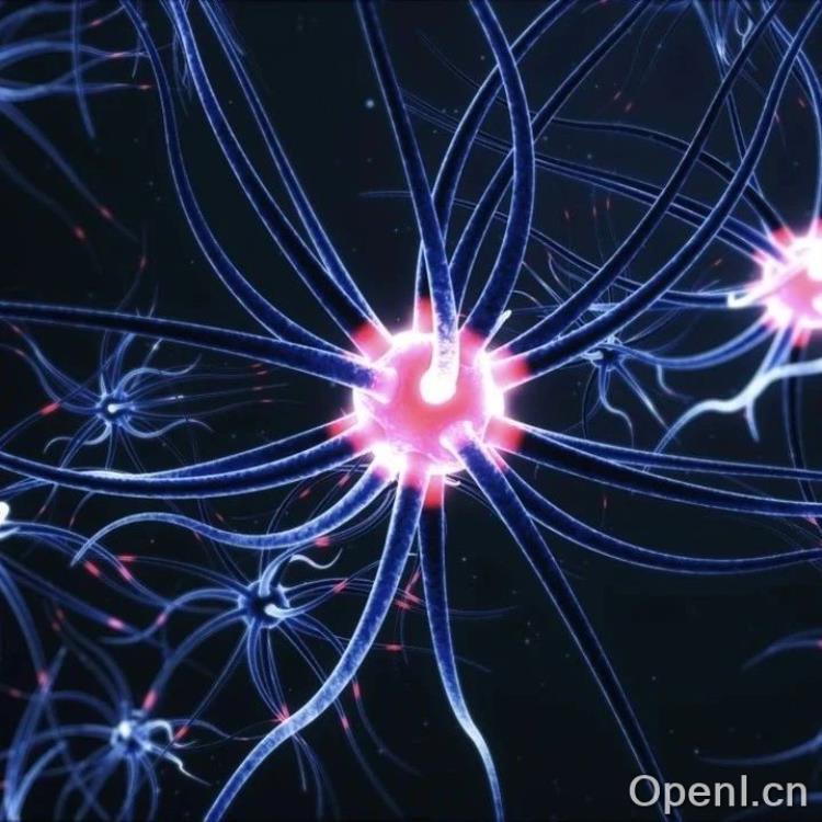 新的神经网络更加准确且易于解释