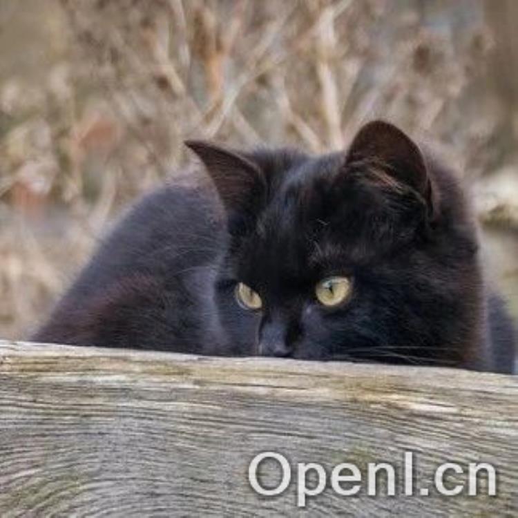 不被 AI 取代的工程师,是什么样的?| 直播预告